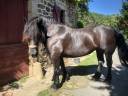 Merrie Percheron Te koop 2011 Zwart