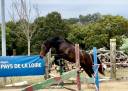 Hengst Franse rijpony PFS Te koop 2022 Bruin / Bai ,  Hevoli des till
