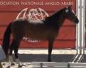 Hengst Franse rijpony PFS Te koop 2022 Donker bruin / bai ,  Usandro Tilia Derlenn