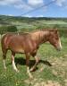 Hengst Franse rijpony PFS Te koop 2024 Vos ,  King Kong star d'été
