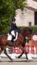 Merrie KWPN Nederlands sportpaard Te koop 2016 Donker bruin / bai