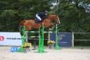 Ruin Selle Français Te koop 2016 Vos ,  EPSOM GESMERAY, SFA