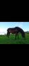 Merrie Franse rijpony PFS Te koop 2013 Donker bruin / bai