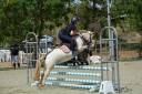 Ruin Andere pony rassen Te koop 2014 Overige kleuren