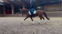 Ruin Franse rijpony PFS Te koop 2016 Vos