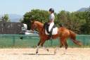 Ruin Franse rijpony PFS Te koop 2016 Vos
