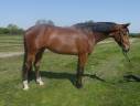 Ruin KWPN Nederlands sportpaard Te koop 2020 Donker bruin / bai ,  Grandorado TN