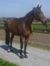 Merrie Zangersheide Te koop 2017 Donker bruin / bai ,  CORYDON VT & L
