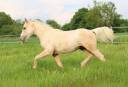 Veulen (ml) Quarter Horse Te koop 2024 Palomino