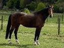 Ruin Belgisch halfbloed Te koop 2015 Donker bruin / bai ,  CON AIR
