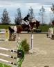 Ruin BWP Belgisch volbloed Te koop 2016 Bont ,  By cera d’ick