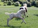 Veulen (vr) Welsh Partbred Te koop 2025 Palomino ,  Lazureo ducoeur DNB