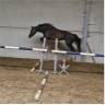 4 jarige merrie van Casall la silla (Casall Ask)