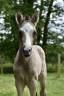 Veulen (vr) Nederlandse pony Te koop 2024 Isabel ,  No Records.