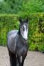 Ruin Andere pony rassen Te koop 2021 Schimmel