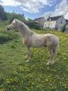 Dekhengst Welsh Partbred Te koop 2021 Palomino ,  I AM SORRY DU LOOK