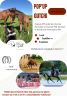 Veulen (ml) Franse rijpony PFS Te koop 2025 Donker bruin / bai