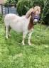 Merrie Shetland Te koop 2020 Overige kleuren