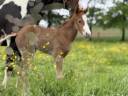 Veulen (vr) Paint Horse Te koop 2025 Zweetvos ,  Have a Mass Day 