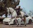Ruin Lusitano Te koop 2013 Schimmel