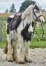 Merrie Bekend ras Te koop 2013 Bont