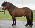 Dekhengst Shetland Te koop 2015 Bruin / Bai