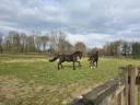 Friese Hengst