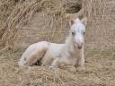 Veulen (ml) Welsh Pony (Section B) Te koop 2025 Crème ,  Vennebos pearly impression