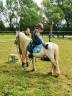 Dekhengst Welsh Pony (Section A) Te koop 2000 Crème