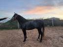 Hengst Andere pony rassen Te koop 2021 Schimmel ,  Lusitano