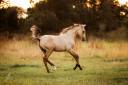 Veulen (ml) Lusitano Te koop 2025 Isabel ,  balmain de my