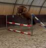 Springgefokte ruin (3 jr) met werklust