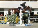 Merrie Franse rijpony PFS Te koop 2012 Vos ,  ROBINWOOD DE BLONDE