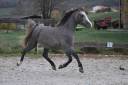 Ruin Andere pony rassen Te koop 2021 Schimmel