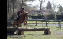 Ruin Andere pony rassen Te koop 2017 Vos