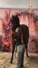 Dekhengst Franse rijpony PFS Te koop 2013 Donker bruin / bai ,  Movie star Talia