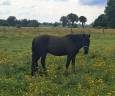 Ruin Ras onbekend Te koop 2015 Zwart
