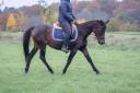 Merrie Engelse rijpony Te koop 2011 Donker bruin / bai