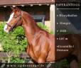 Ruin Westphalian Te koop 2020 Vos ,  Escamillo
