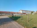 Schapen exploitatie Koop Jura