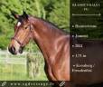 Merrie Hannoveraan  Te koop 2021 Donker bruin / bai ,  Kronberg