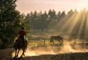Hippisch vastgoed Koop Ile-et-Vilaine