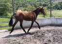 Veulen (vr) Lusitano Te koop 2024 Donker bruin / bai ,  Bemperfumado