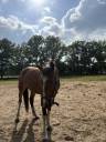 Knappe 5 jarige merrie 