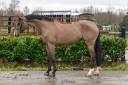 Merrie Zangersheide Te koop 2014 Donker bruin / bai ,  Crowntano z