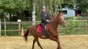 Merrie Franse draver  Te koop 2019 Vos