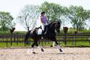 12 jarige KWPN merrie te koop