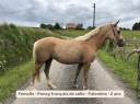 Merrie Franse rijpony PFS Te koop 2023 Palomino