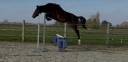 Merrie paard 
