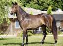 Merrie Franse rijpony PFS Te koop 2021 Bruin / Bai